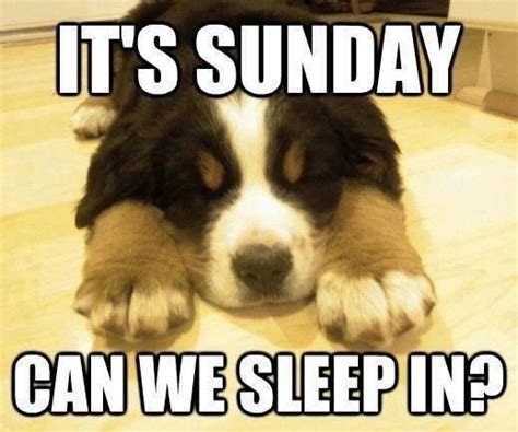 Its Sunday Can We Sleep In Quotes Cute Dog Puppy Days Of The Week