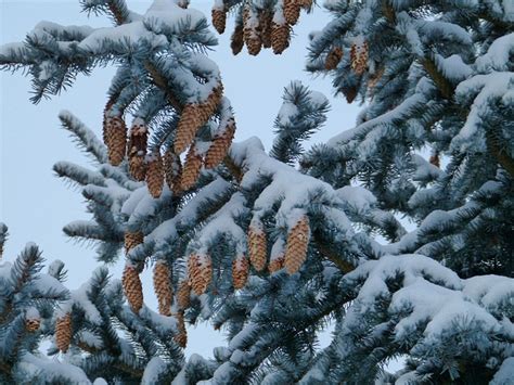 Forest Trees Snow Tap Winter Pine Cones Fir Free Photo