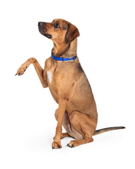 Dog Lifting Paw Stock Photos Pictures And Royalty Free Images Istock