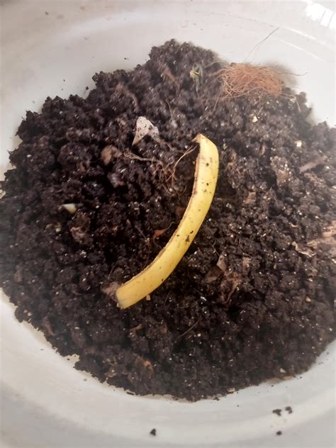 bountiful harvest : r/Vermiculture