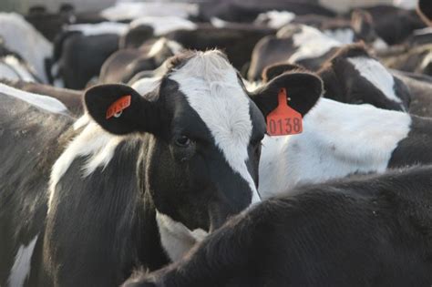 Industry Support For Dairy Cattle Export Charge Australian Livestock