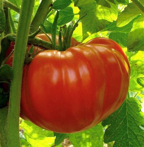 Beefsteak Determinate Tomato Seeds Organic Tims Tomatoes