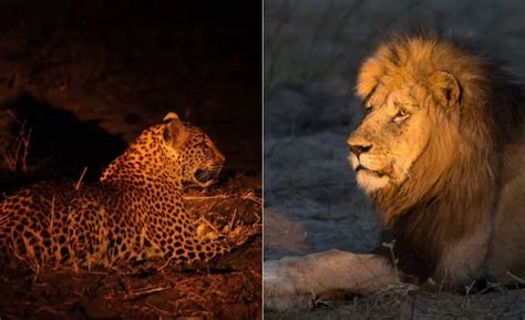 Lion Vs Leopard Who Is Stronger African Wildlife Report