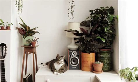 The bold foliage makes prayer plants perfect for window sills, mantles, or shelves that need a splash of color. Indoor Plants and Cats. How to Keep it Safe. | Tall indoor ...