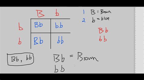 Set up the punnet square with one parent on each side. Biology #1 - Punnett Square Introduction (Dominant ...