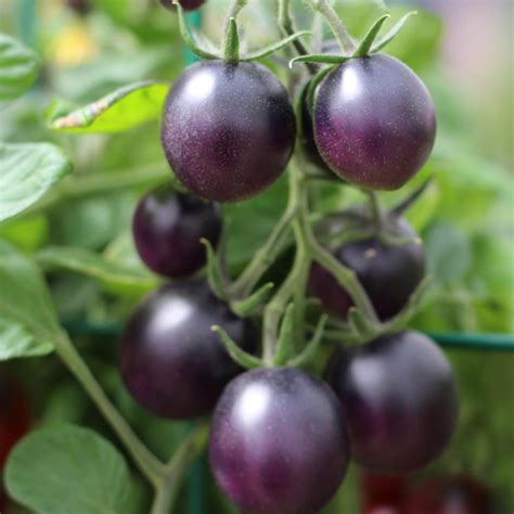 Tomato Varieties For Your Container Garden Growing