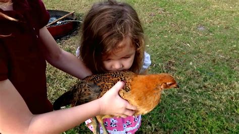 Playing With Chickens Youtube