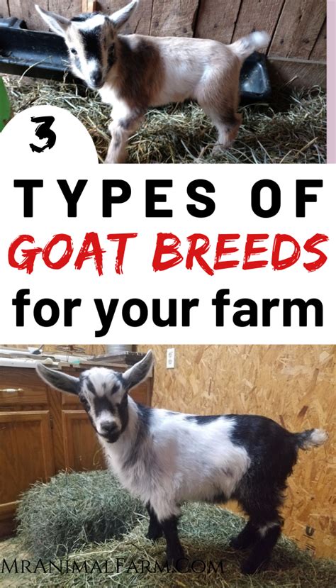 If You Want To Raise Goats You Need To Know Which Ones Will Best Suit