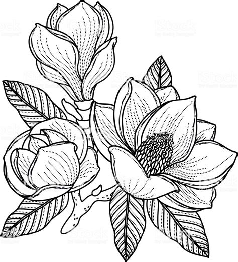 Black And White Drawing Of A Branch Of Magnolia With Flowers Buds