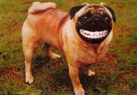 Funny Dog With Teeth On My Planet Pinterest