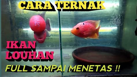 CARA TERNAK IKAN LOUHAN FLOWERHORN BREEDING YouTube