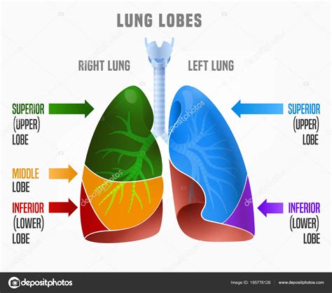 Esquema De La Anatomia De Los Pulmones Stock De Ilustracion Imagen Images