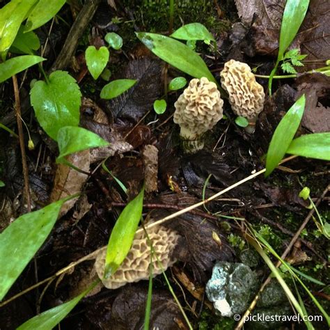 Guide To Hunting Morel Mushrooms Wild Edible Foraging Stuffed