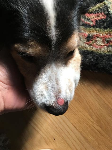 Dog Has Red Raw Spot On Nose Where Hair Meets Non Hair Area Any