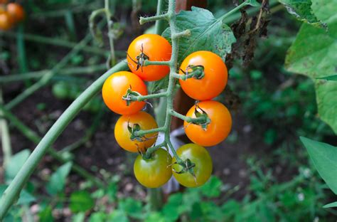 Tomatoorange Yellow Sweet Orange Ii Solstice Seeds