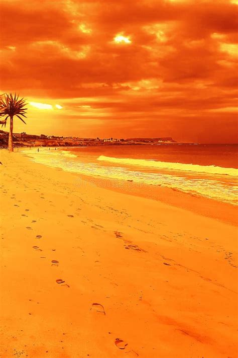 Orange Sunset On The Sea Beach With Palm Trees Stock Photo Image Of