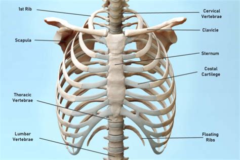 Anatomy Of Chest Bone Human Anatomy Illustration Chest Rib Cage Hot