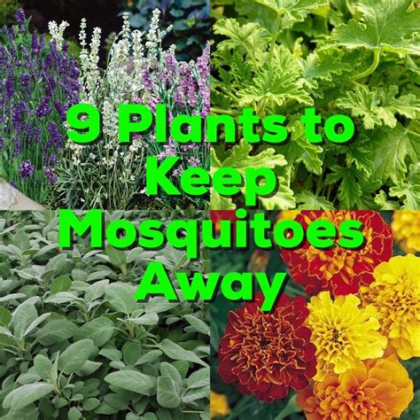 9 Plants To Keep The Mosquitoes Away This Summer Plants Mosquito