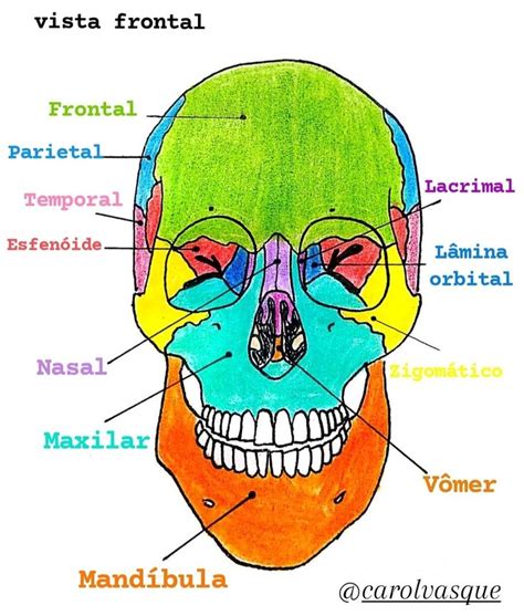 Anatomia Crânio