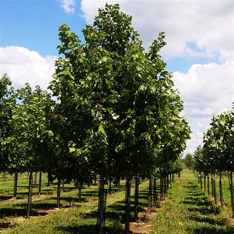 Frontier Elm Trees For Sale Online The Tree Center