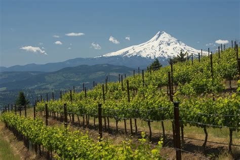 Willamette Valley Wine And Waterfalls Day Tour From Portland