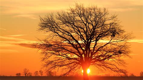 Silhouette Bare Tree Against Sky During Sunset · Free Stock Photo