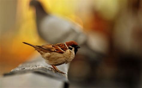 1920x1200 1920x1200 Sparrow Windows Wallpaper Coolwallpapersme