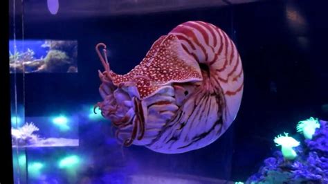 Chambered Nautilus Steinhart Aquarium California Academy Of Sciences