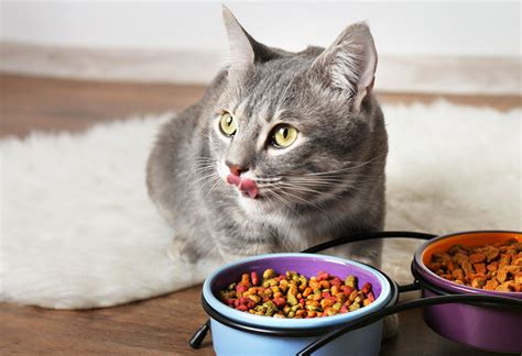 How do we rate cat food brands? Best Cat Food Reviews (Wet vs Dry Cat Food) 2020 - 10 Best ...
