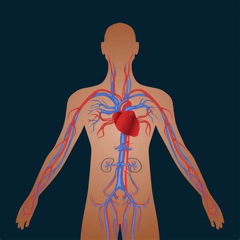 Sistema Circulatorio Aparato Circulatorio Del Cuerpo Humano Fotos My