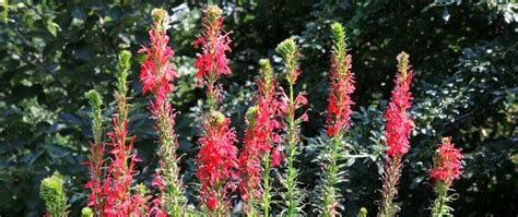 Keep Your Garden Colorful With Late Summer Blooming Perennials