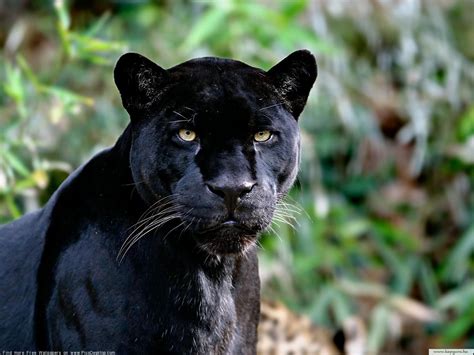 Black Panther Panther Facts Wild Animal Wallpaper Rainforest Animals