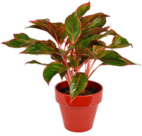 Calathea is a tropical houseplant with lovely colorful leaves. Red Aglaonema Plant, Chinese Evergreen Red Variegated Leaves, Perfect Indoor House Plant Or A ...