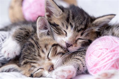 Two Striped Kittens Sleeping With Pink And Grey Balls Skeins Of Thread