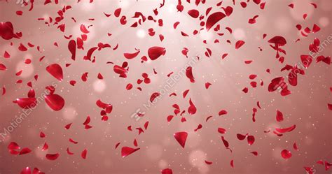 Flying Romantic Red Rose Flower Petals Falling Background Loop 4k Stock