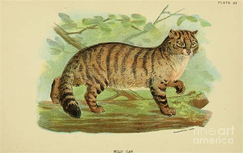 Wild Cat Felis Catus P5 Painting By Historic Illustrations
