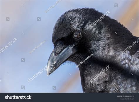 American Crow Patiently Posing Me Stock Photo Edit Now 2119165292