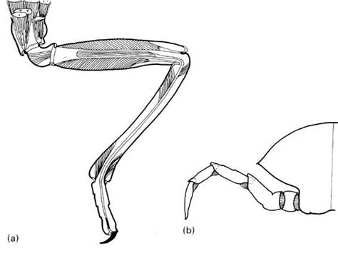 Planchearthropodes