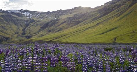 The Ultimate Guide To Plants In Iceland Guide To Iceland Iceland