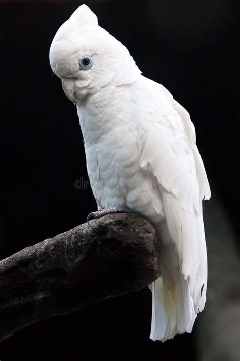 A Sad Big White Parrot On A Black Background Sits On A Stick In A Cacky