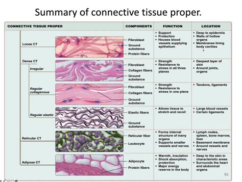 Connective Tissue Diagram Quizlet