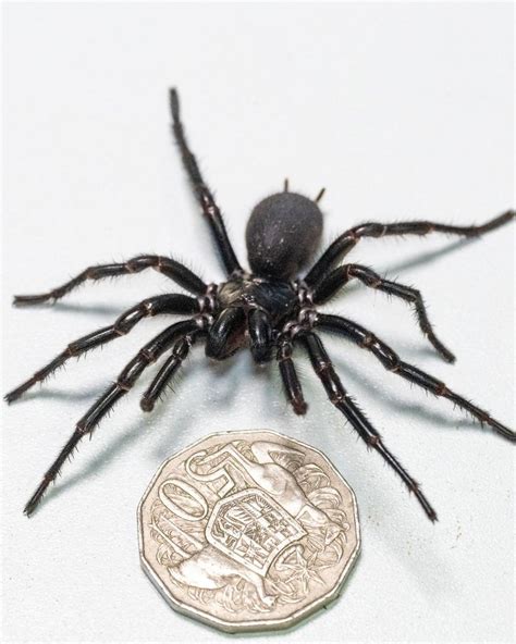 Meet Hercules The Biggest Deadly Sydney Funnel Web Male Spider Ever