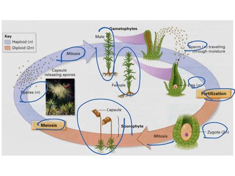 Life Cycle Of Bryophyte Biology Bryophyte Life Cycle Of A Plant