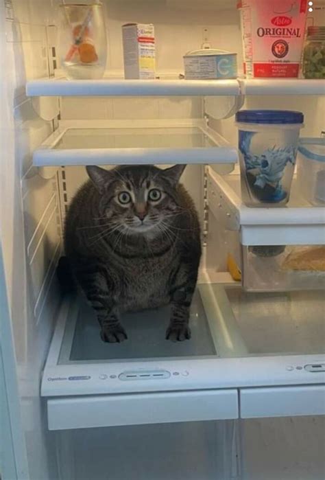 35 Pics Of Unexpected Things In Fridges That People Shared On This