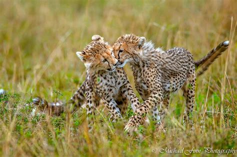 Cheetah Maasai Mara Africa Geographic