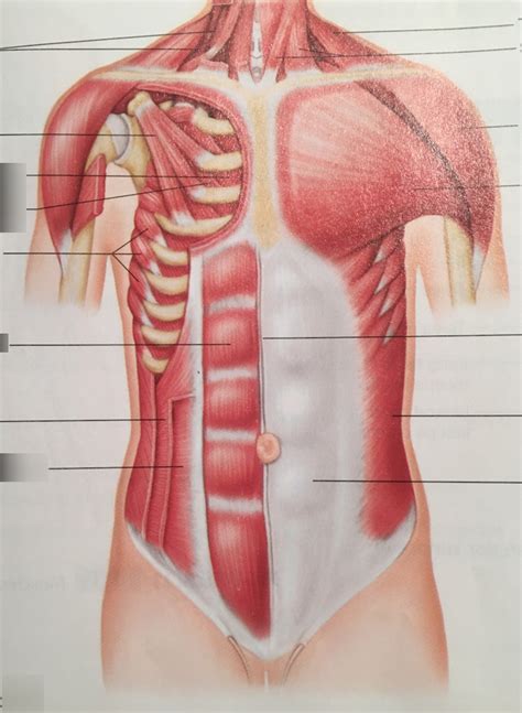 Muscles Of The Chest Abdomen Hot Sex Picture