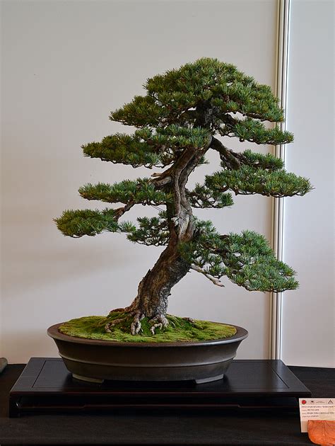 The omiya bonsai art museum, japan. Bonsai - Living Art: EBA 2012