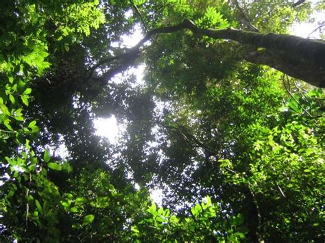 Research Reveals Deep Ties Between Diverse Tropical Rainforests