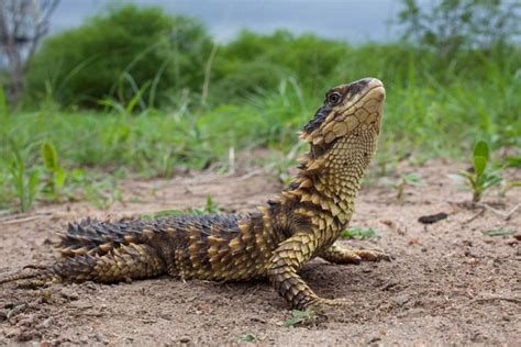 Sungazer Lizard Facts And Pictures