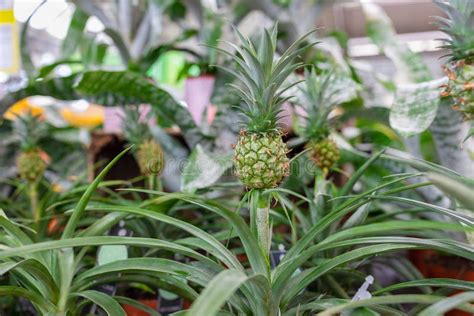 Ornamental Mini Pineapple Plant In A Plant Store Stock Image Image Of